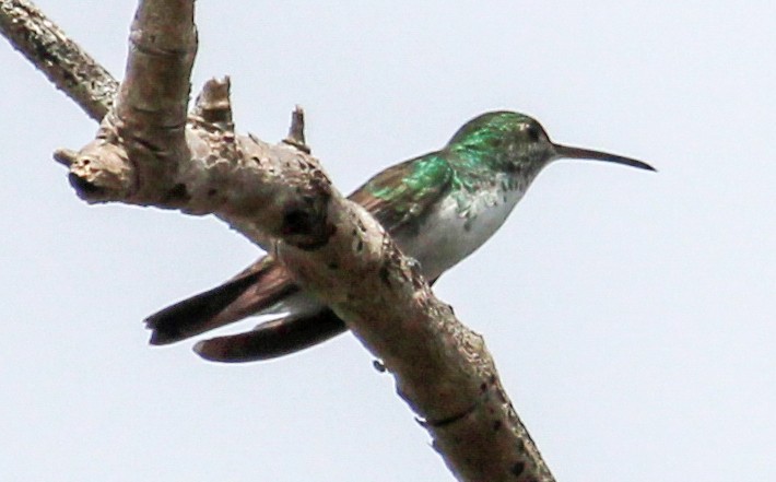 Plain-bellied Emerald - ML506612621