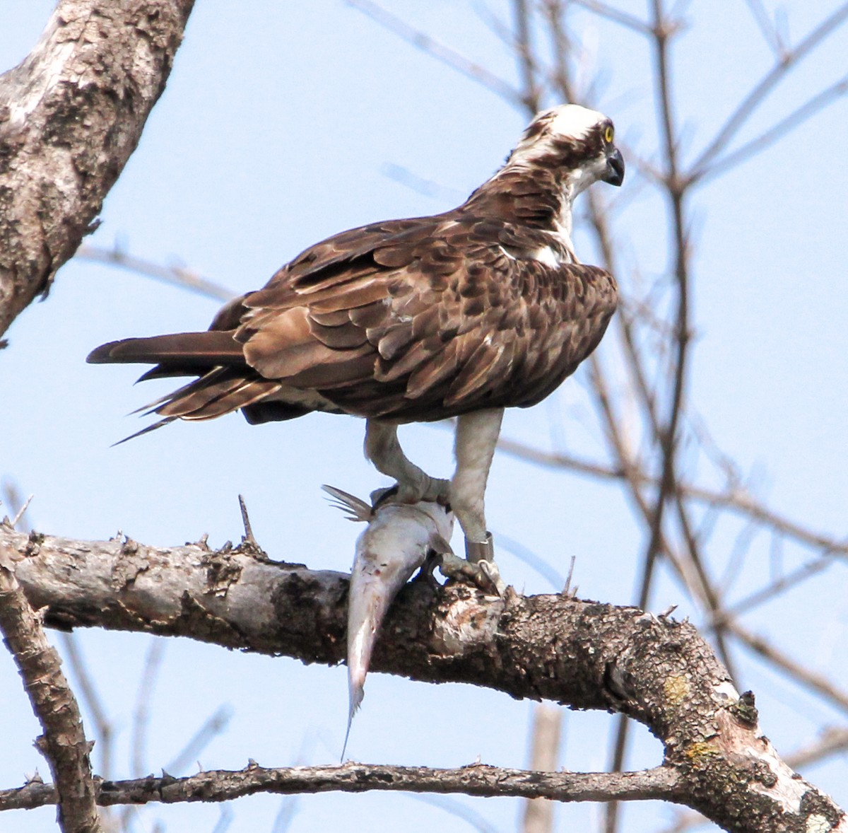 Águila Pescadora - ML506613271