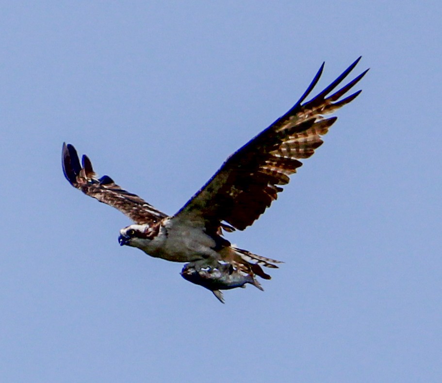 Osprey - Jeffrey McCrary