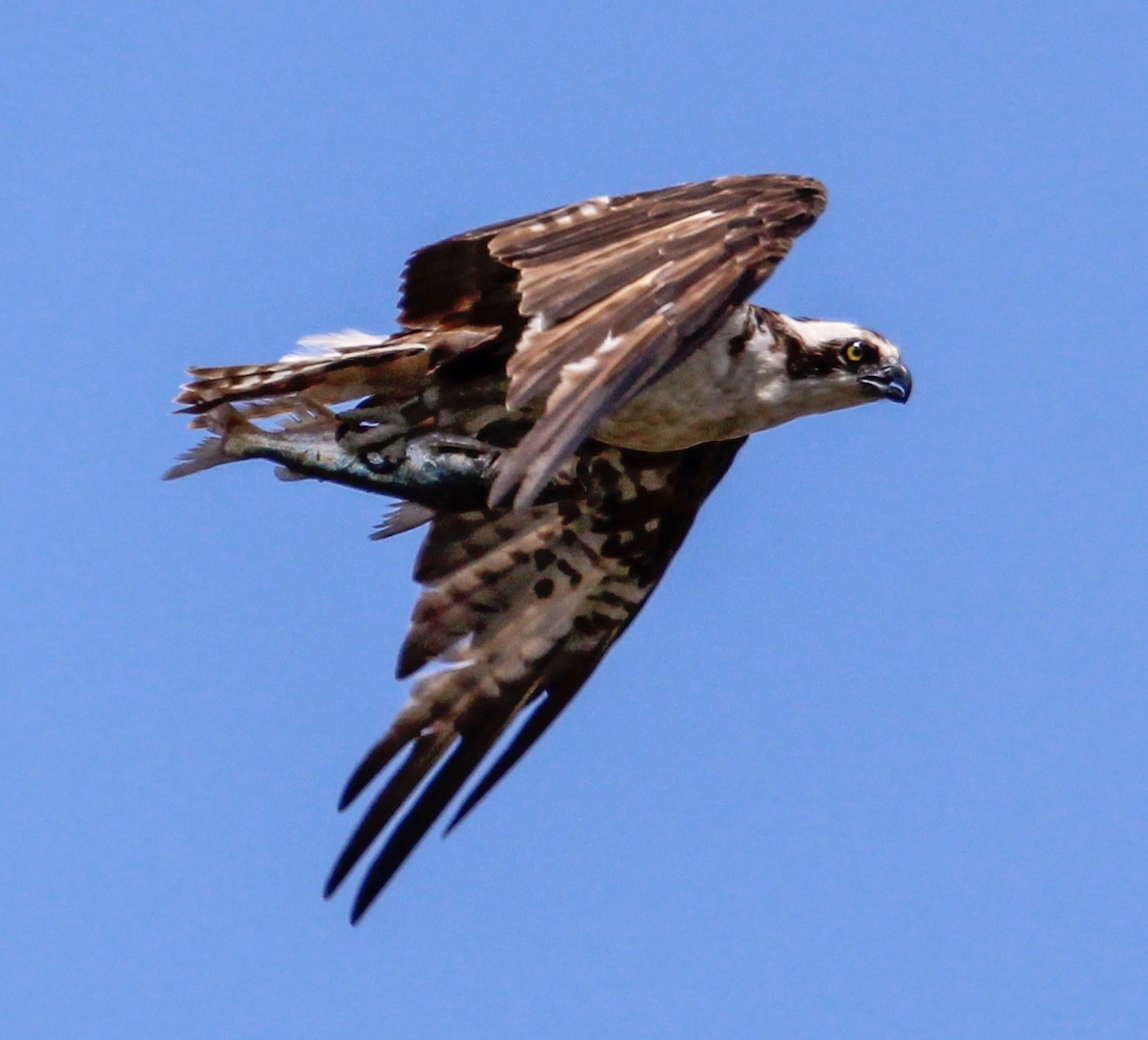 Águila Pescadora - ML506613291