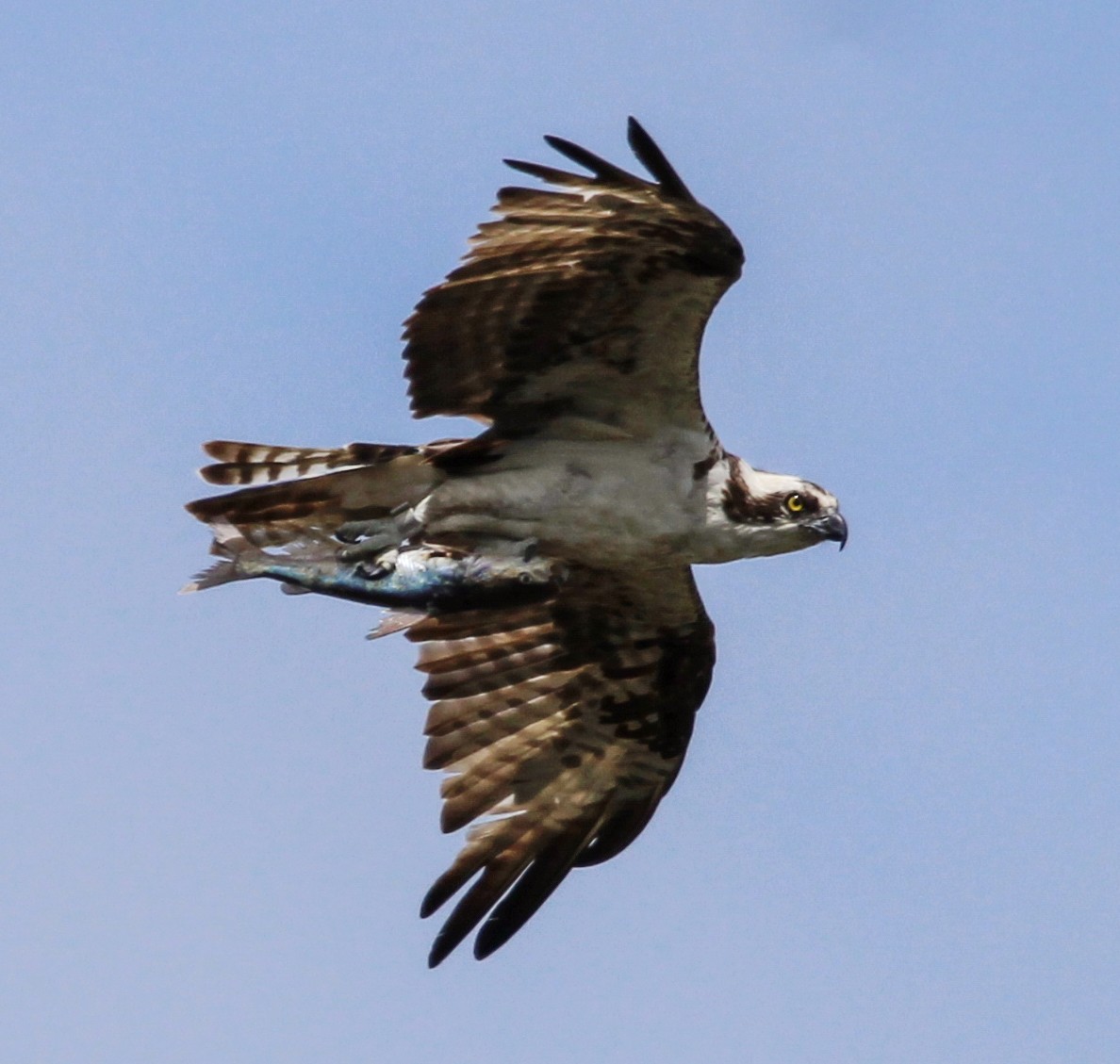 Águila Pescadora - ML506613311