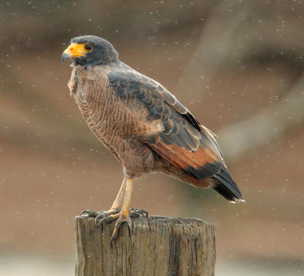 Rufous Crab Hawk - Jeffrey McCrary