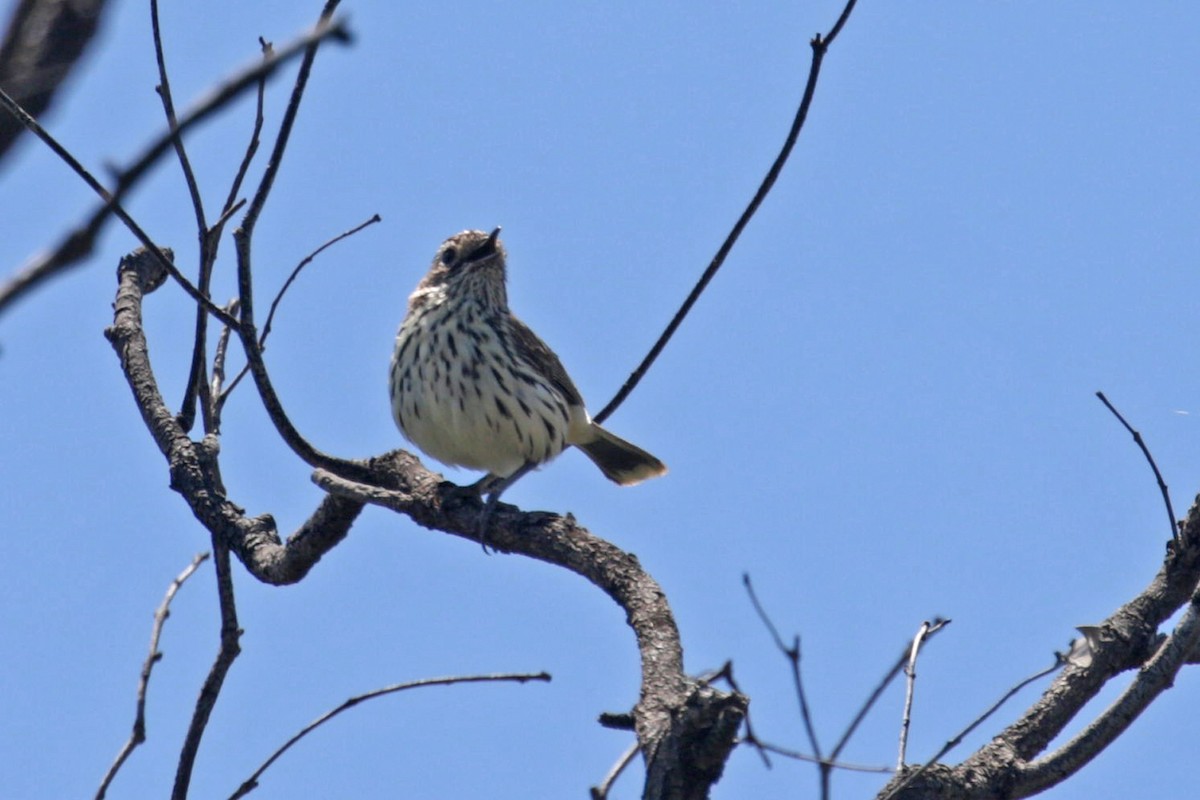 Speckled Warbler - Charley Hesse TROPICAL BIRDING