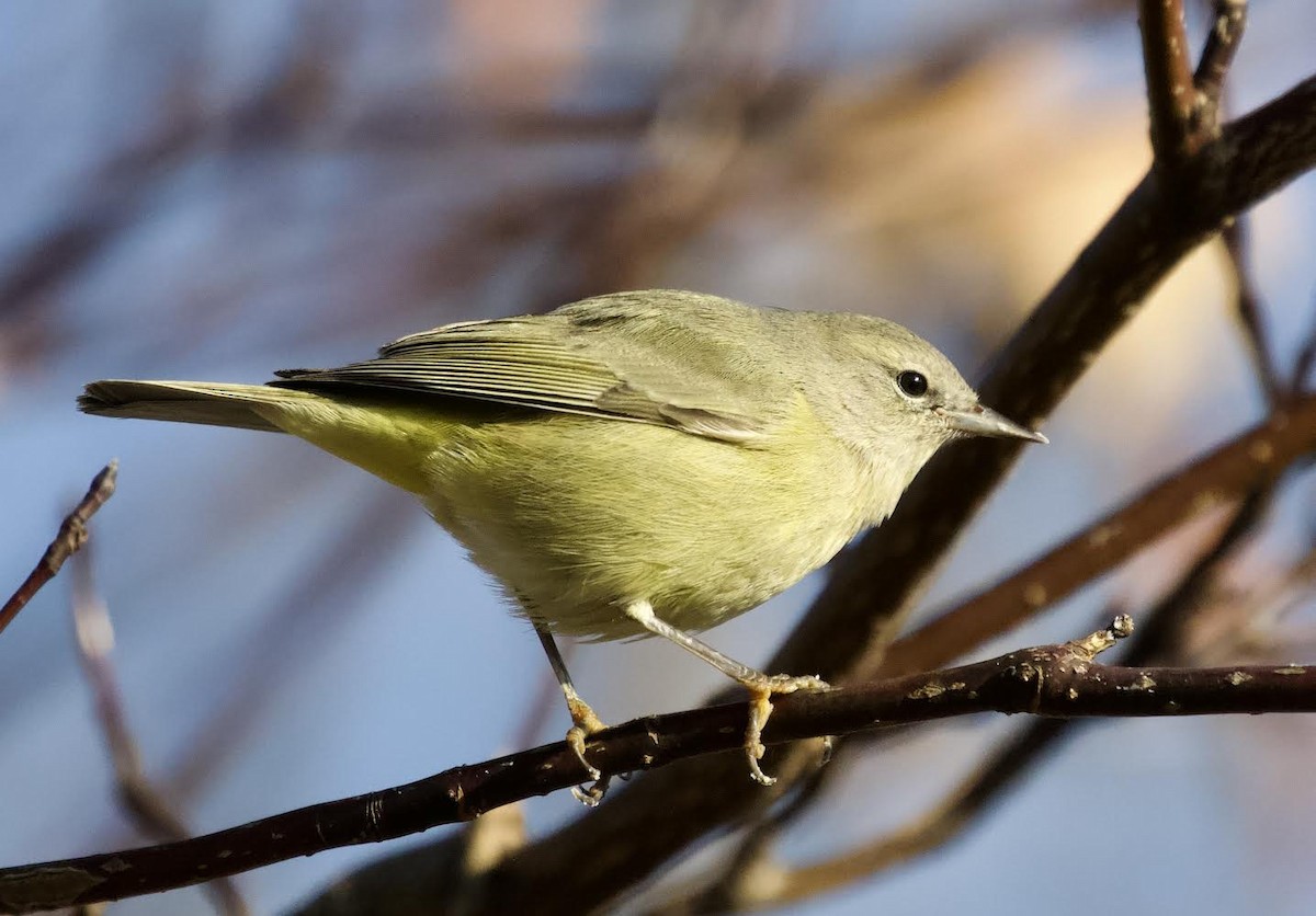 Orange-crowned Warbler - ML506615441