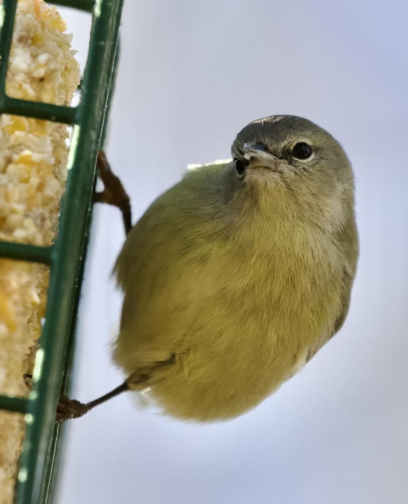 Orange-crowned Warbler - ML506615971