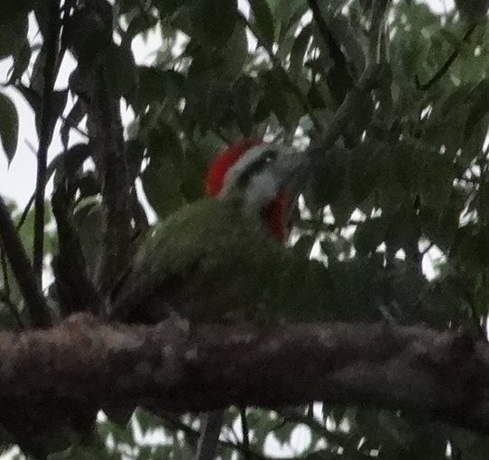 Cuban Green Woodpecker - Burke Korol