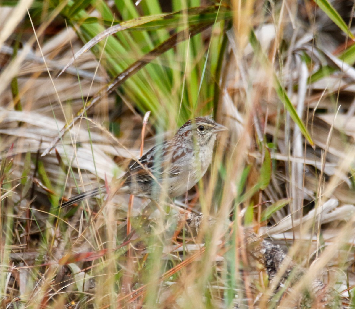 Bachman's Sparrow - ML506617091