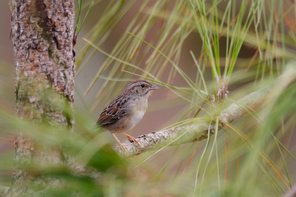 Bachman's Sparrow - ML506617111