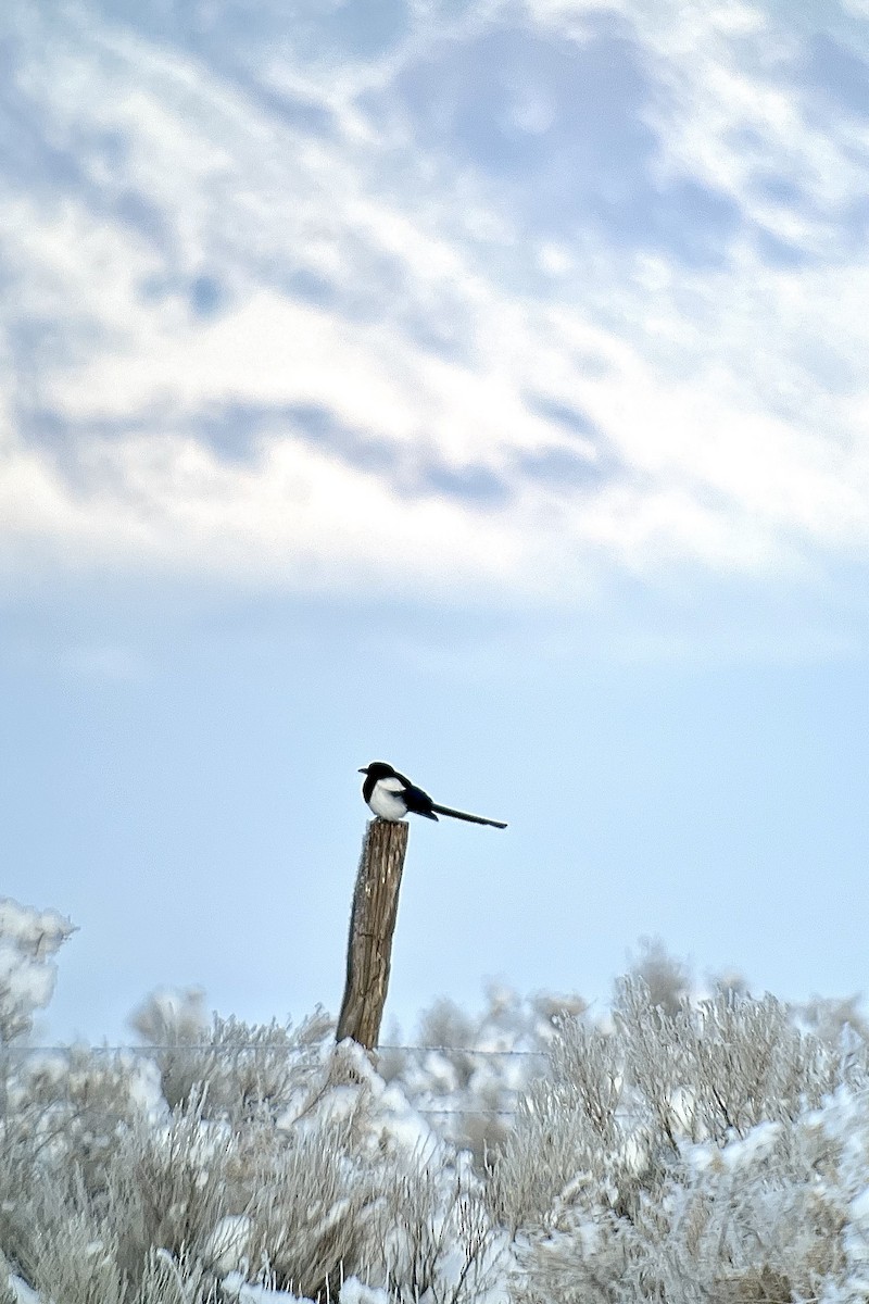 Black-billed Magpie - ML506617281