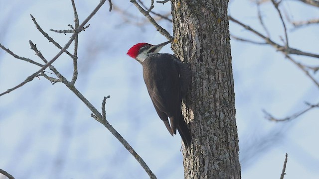 Pileated Woodpecker - ML506617571