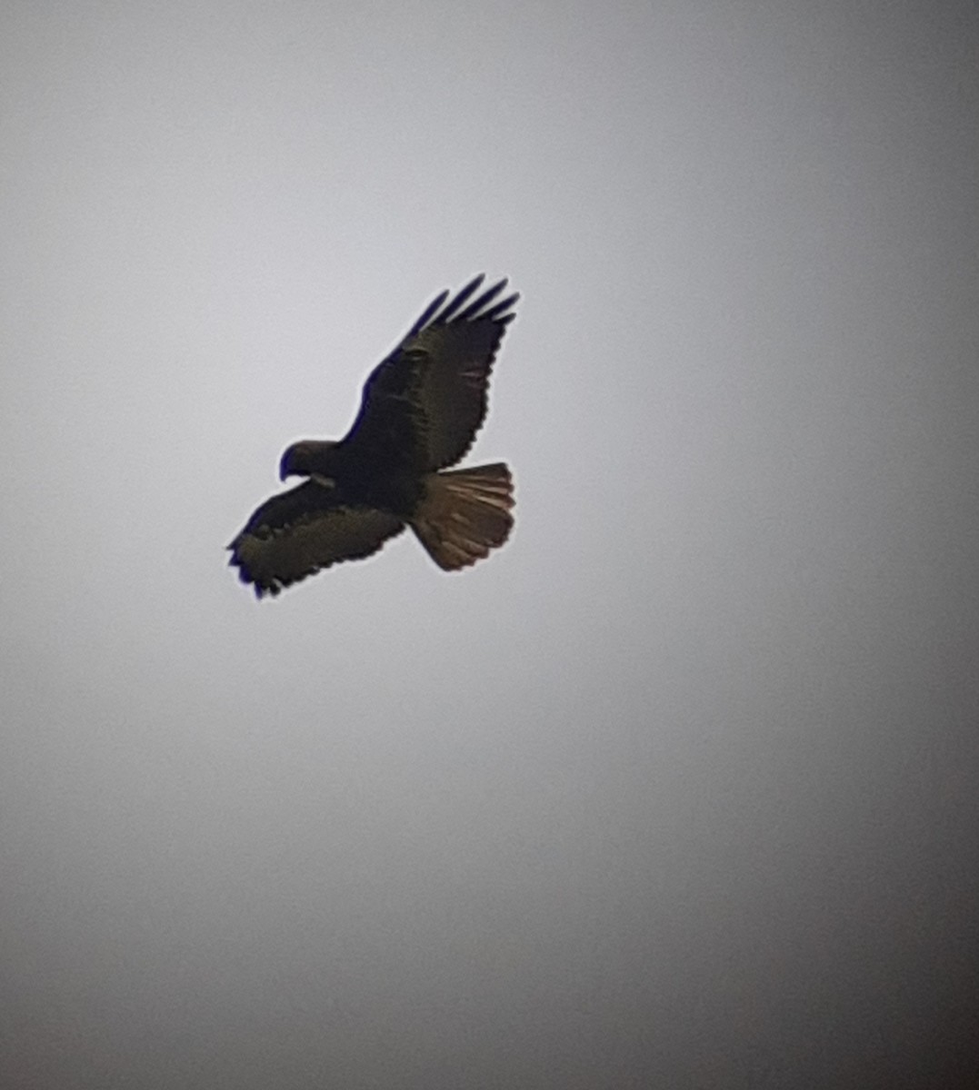 White-tailed Hawk - ML506617711