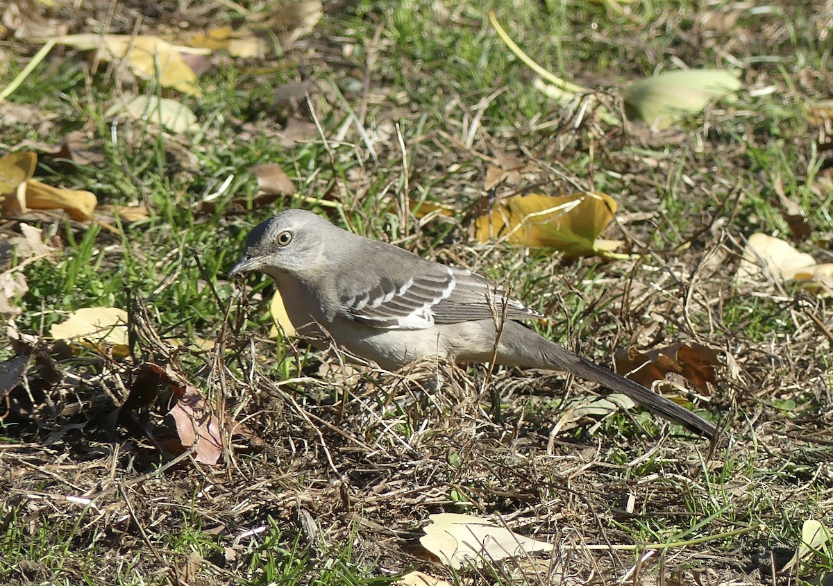 Northern Mockingbird - ML506617751