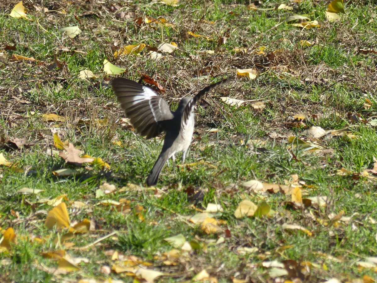 Northern Mockingbird - ML506617761