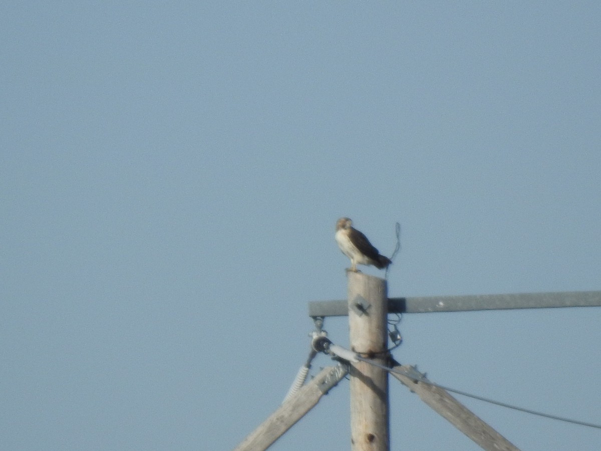 Red-tailed Hawk (borealis) - Clayton Will