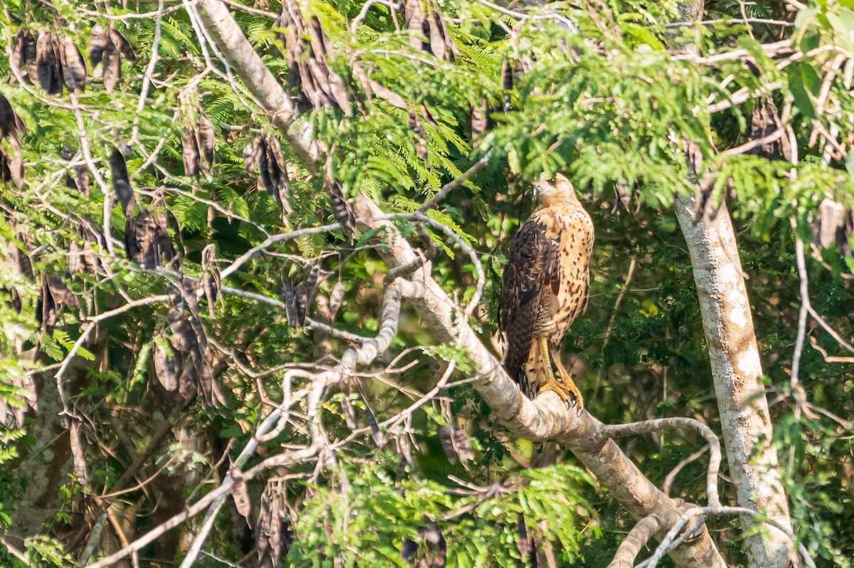 Common Black Hawk - ML506618591