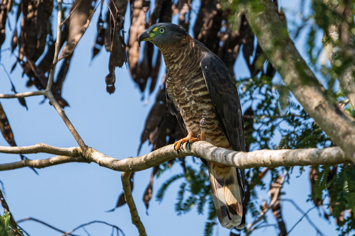 Hook-billed Kite - ML506618651