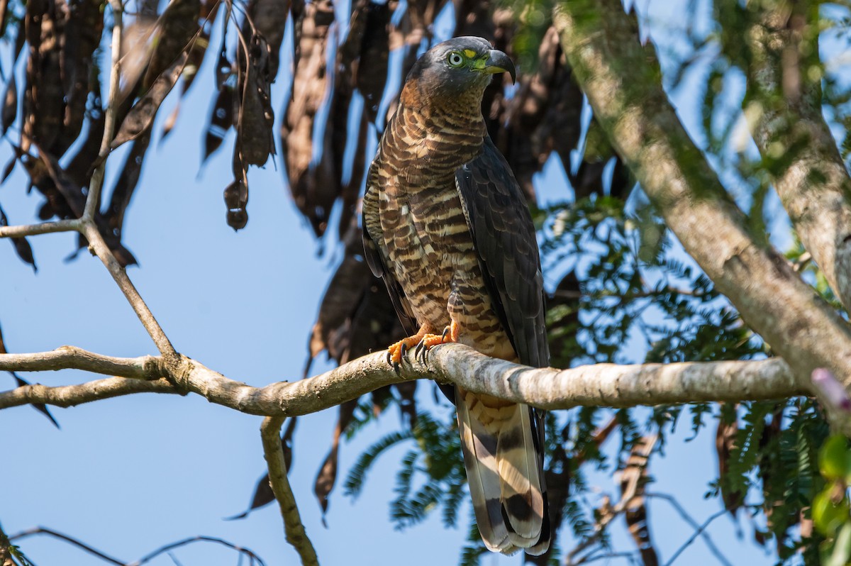 Hook-billed Kite - ML506618661