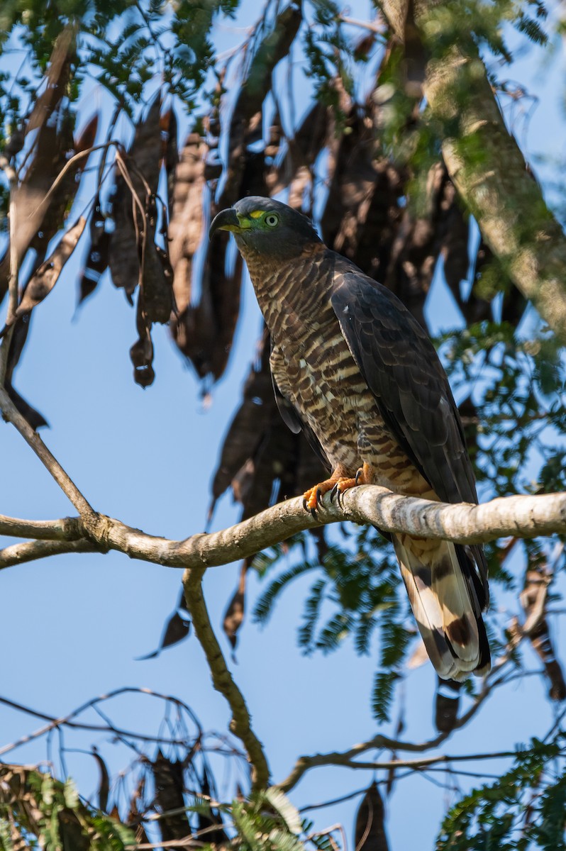 Hook-billed Kite - ML506618671