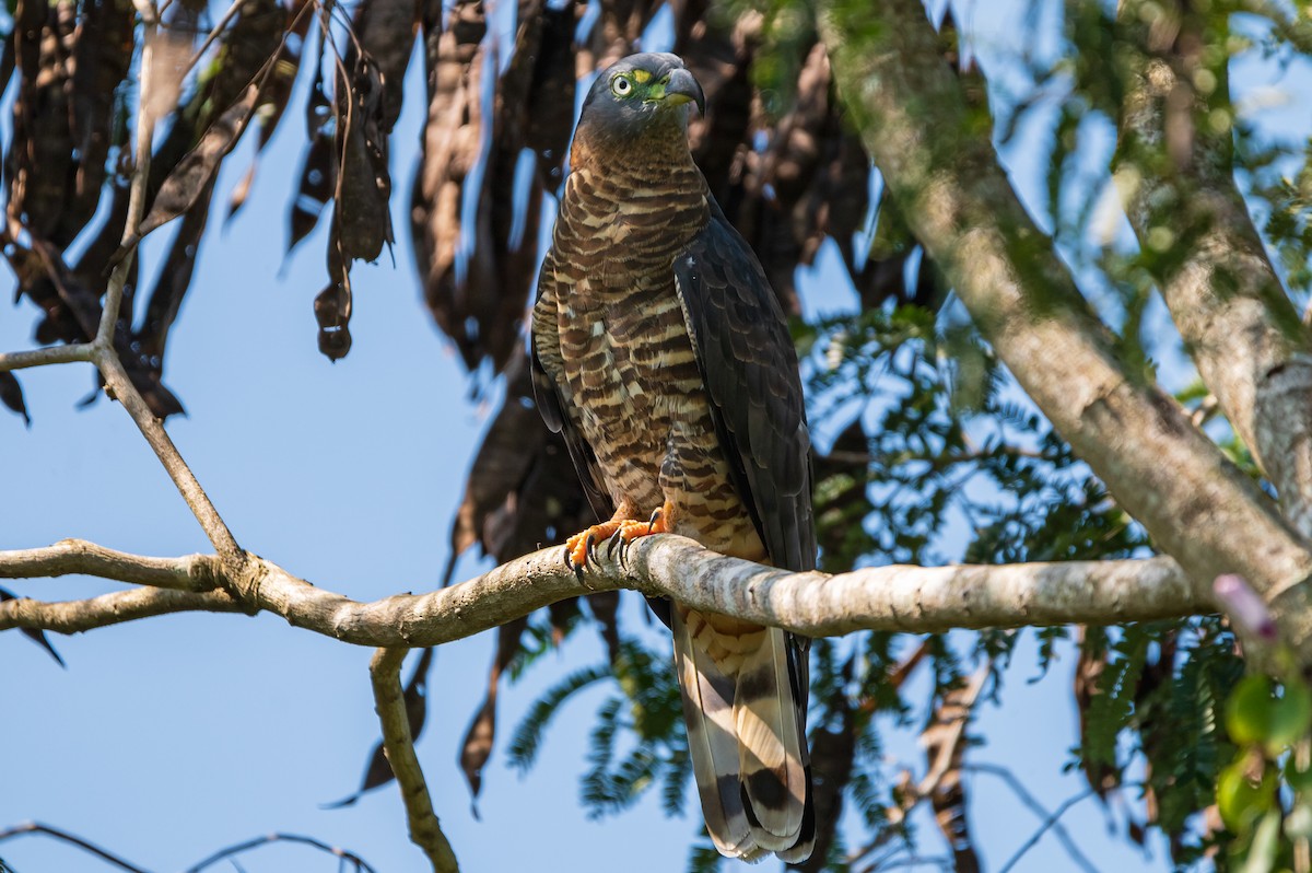Hook-billed Kite - ML506618681