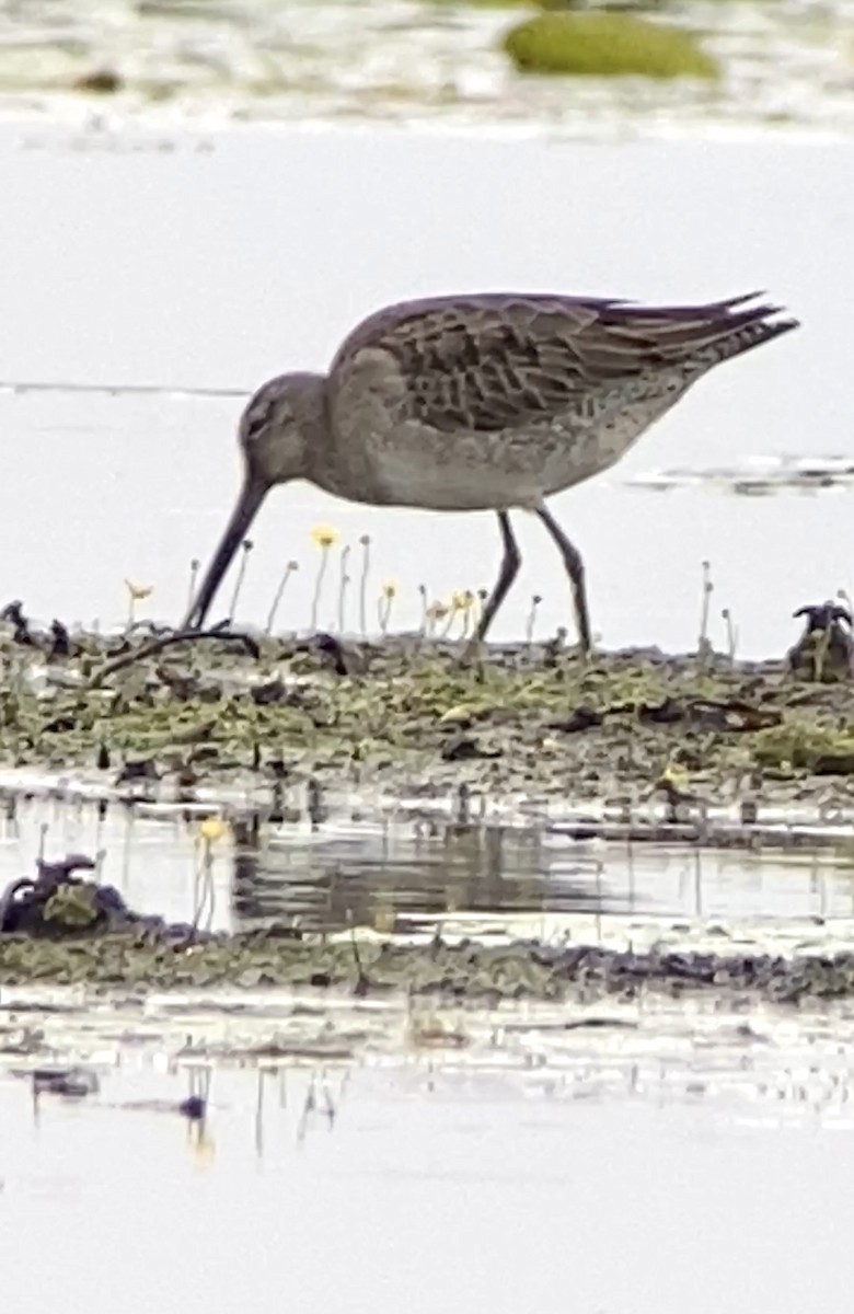 Long-billed Dowitcher - ML506618811