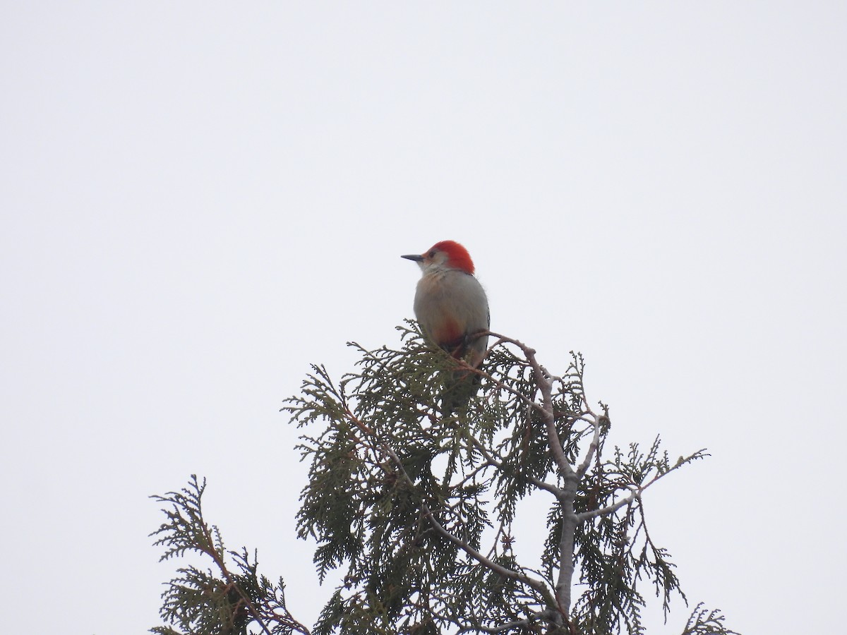 Red-bellied Woodpecker - C Douglas