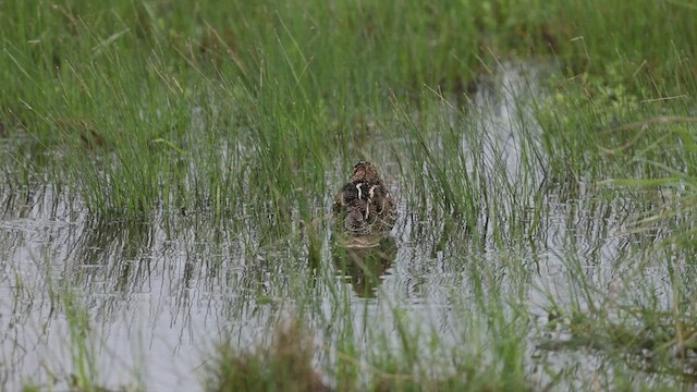 Wilson's Snipe - ML506619681