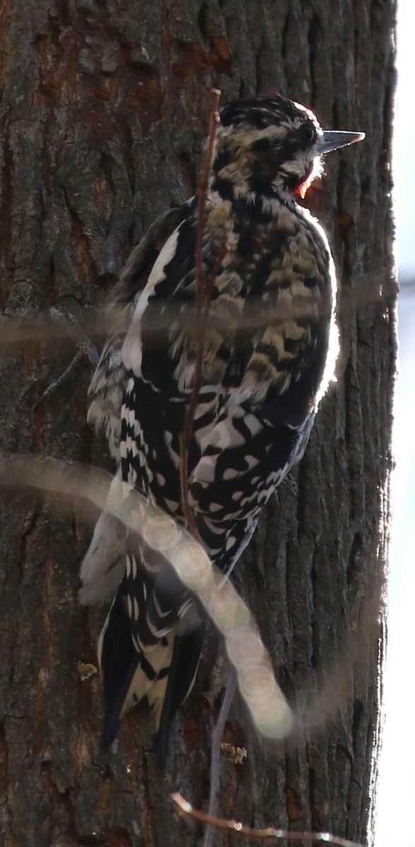 Yellow-bellied Sapsucker - ML50662031