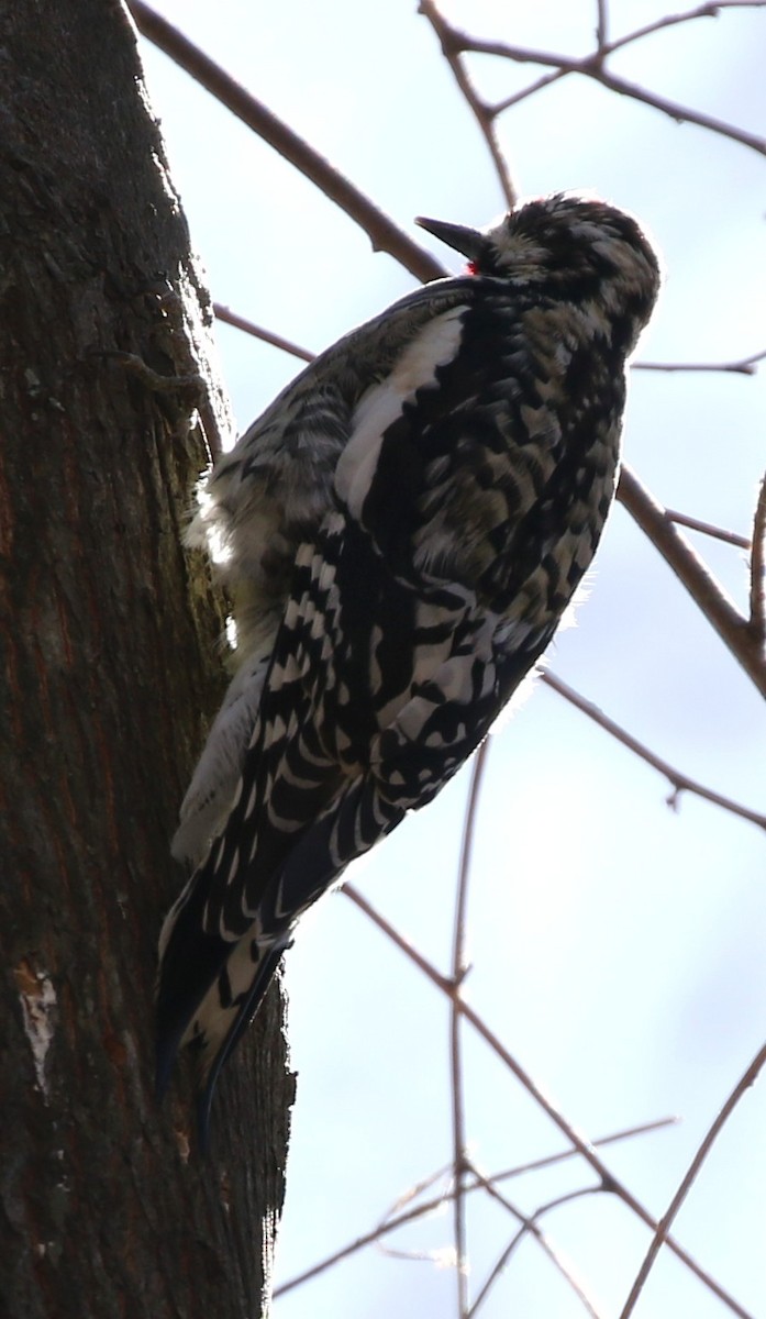 Yellow-bellied Sapsucker - ML50662041