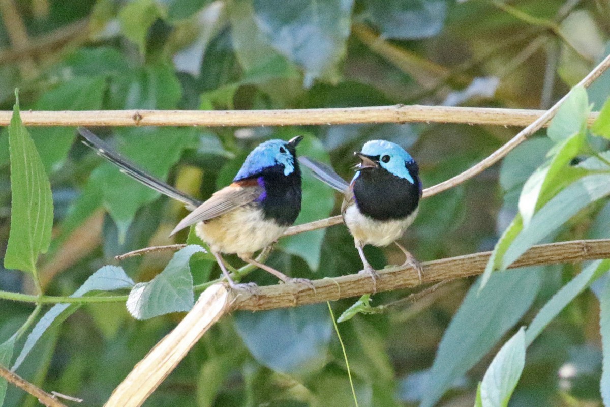 Variegated Fairywren - ML506620481