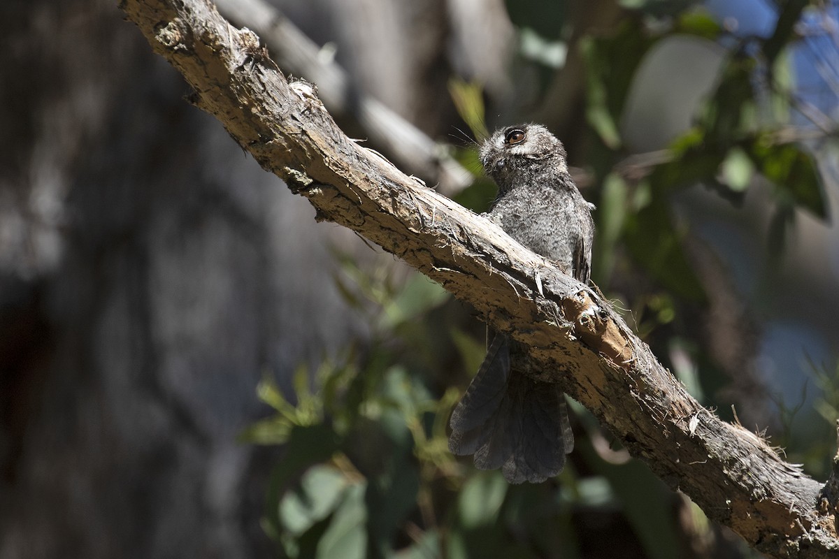 Australian Owlet-nightjar - ML506620551