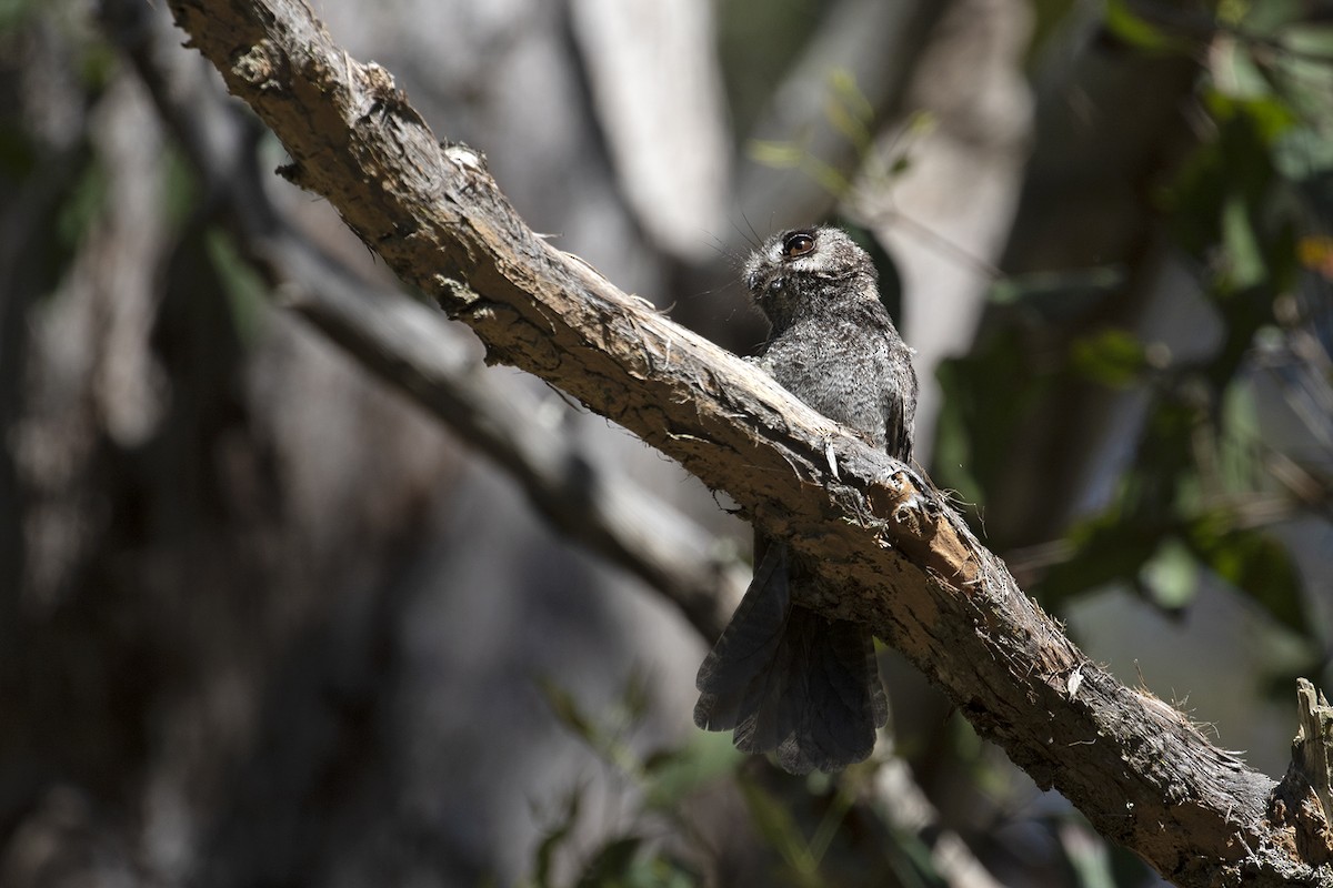 Australian Owlet-nightjar - ML506620561
