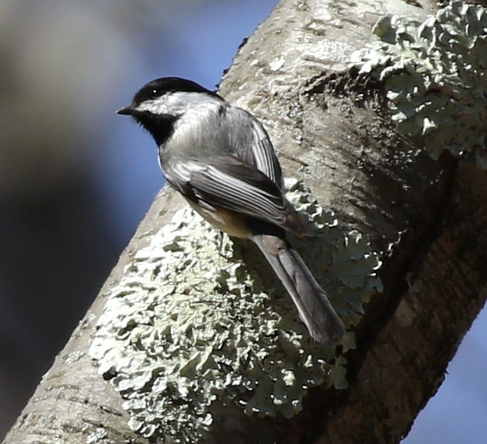 Black-capped Chickadee - ML50662091