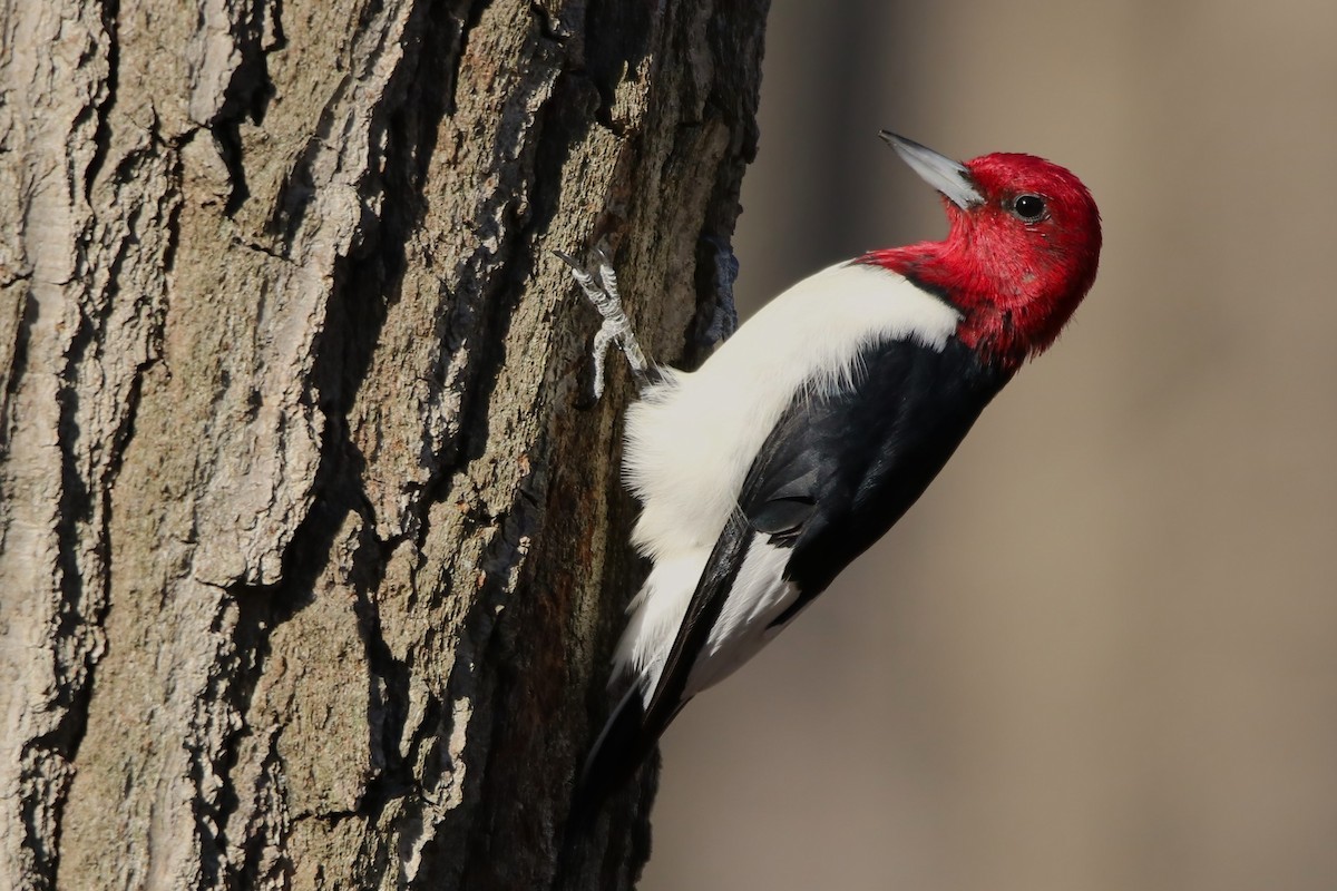 Red-headed Woodpecker - ML506620951
