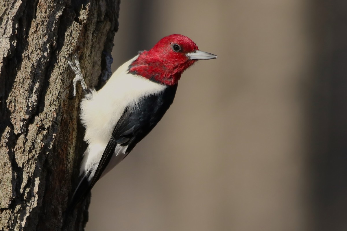 Red-headed Woodpecker - ML506620961