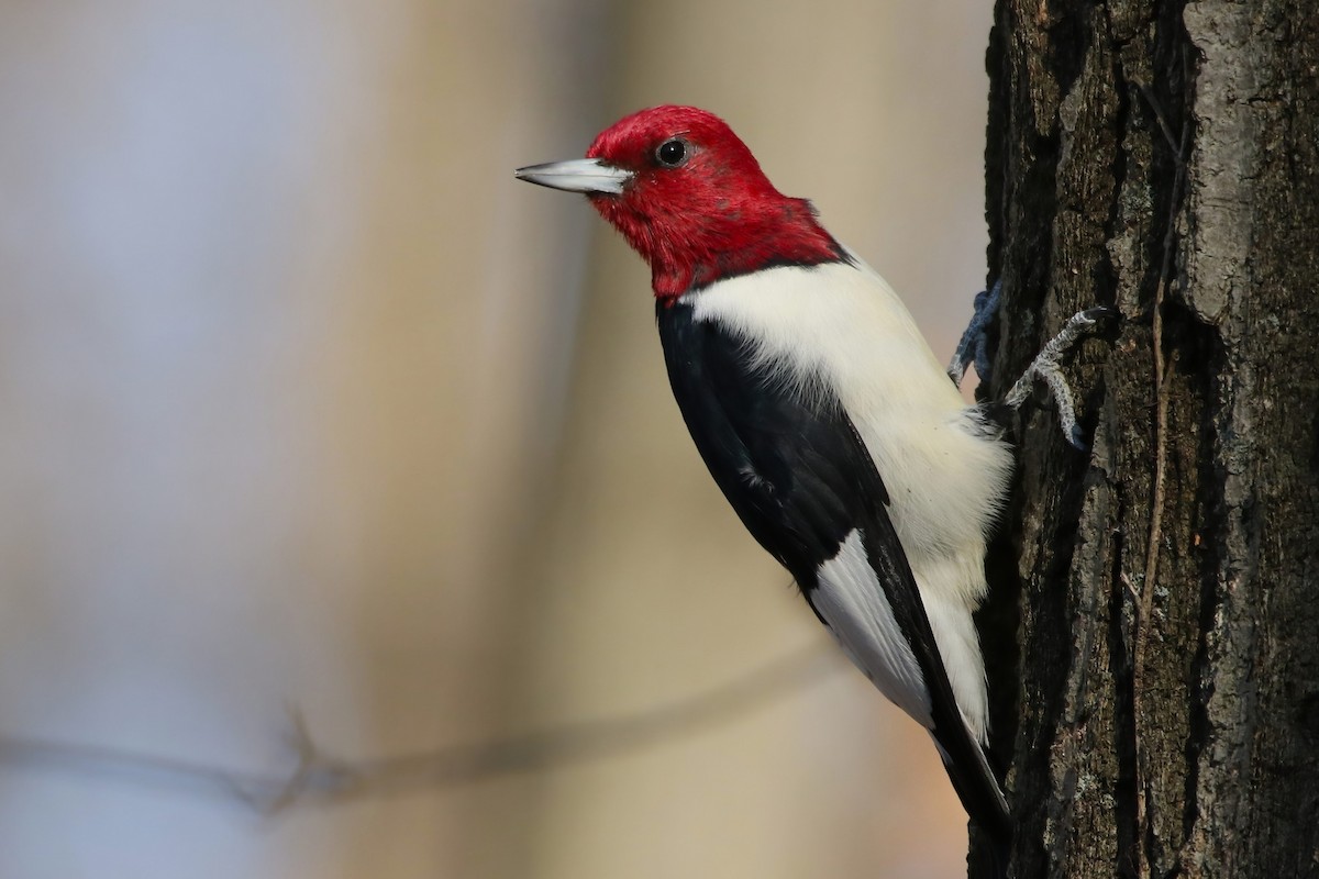 Red-headed Woodpecker - ML506620971