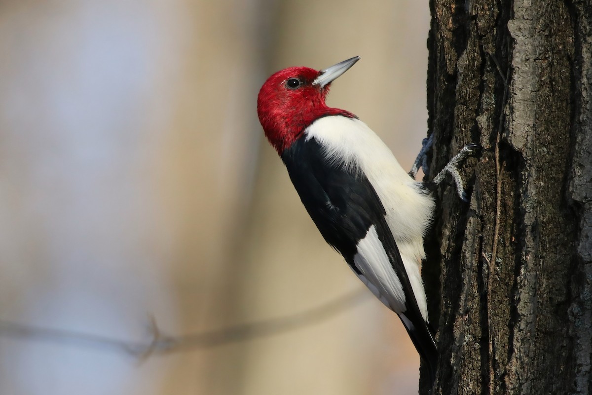 Red-headed Woodpecker - ML506620981
