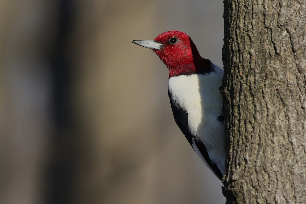 Red-headed Woodpecker - ML506621001