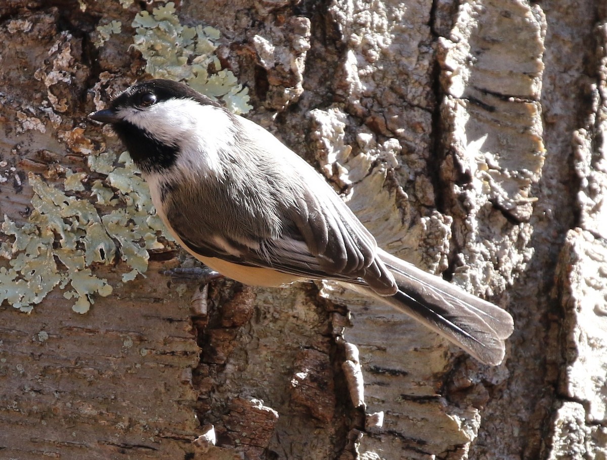 Black-capped Chickadee - ML50662101