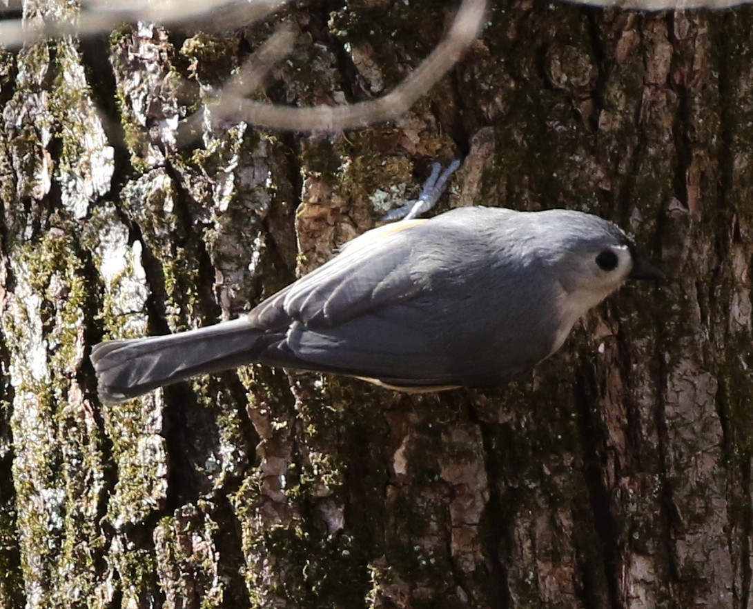 Tufted Titmouse - ML50662111