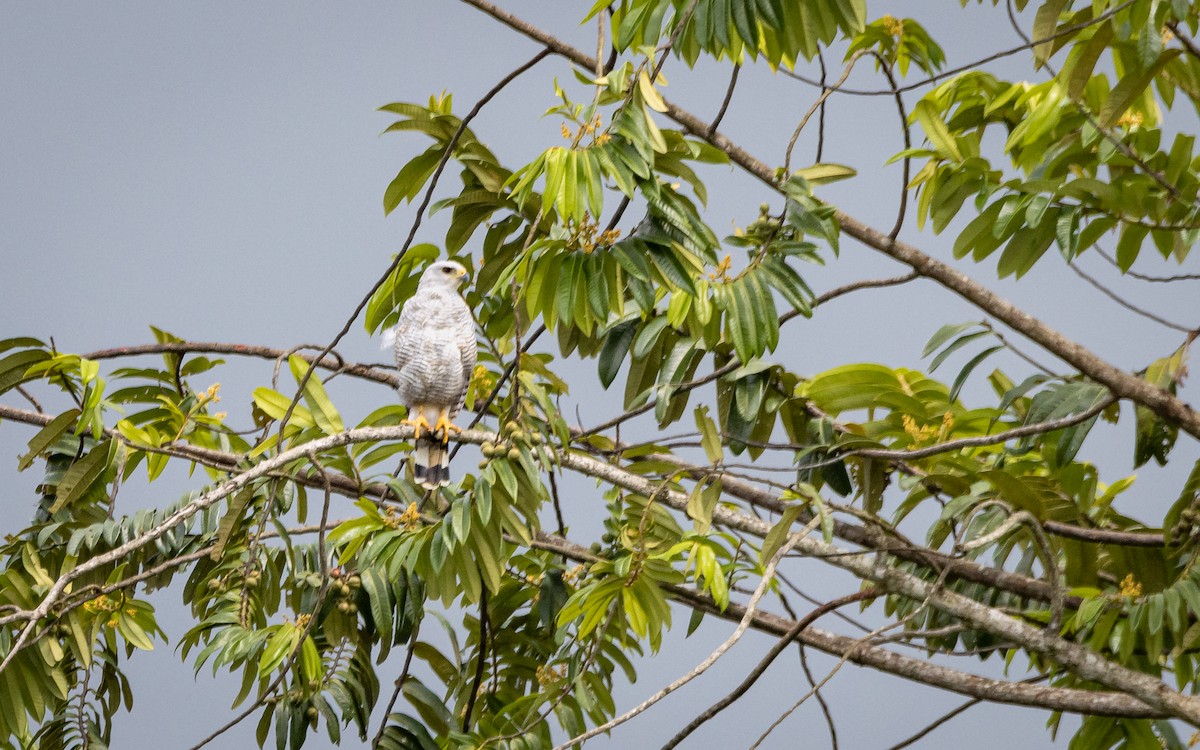 Gray-lined Hawk - Atlee Hargis