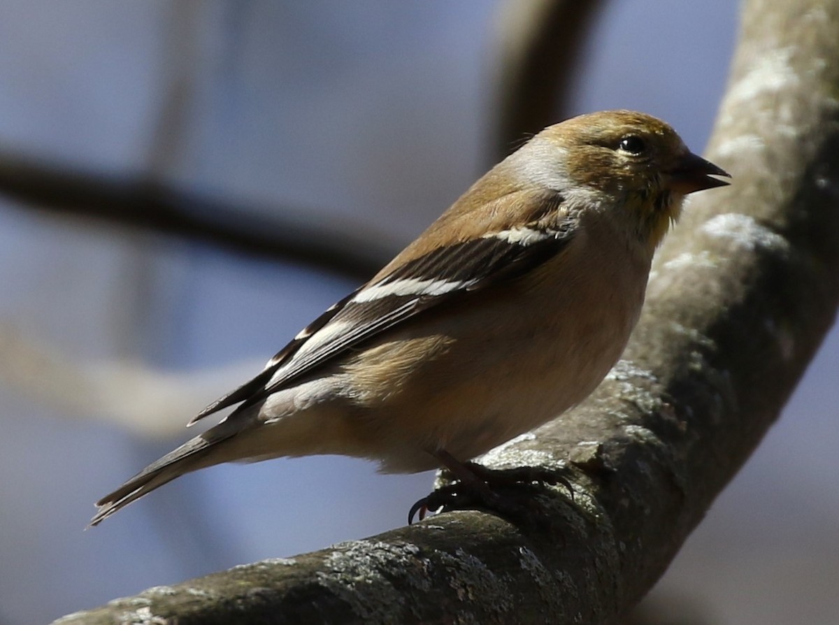 American Goldfinch - ML50662171