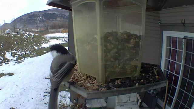 Black-capped Chickadee - ML506621771