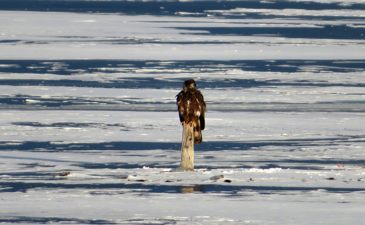 Bald Eagle - ML506621851