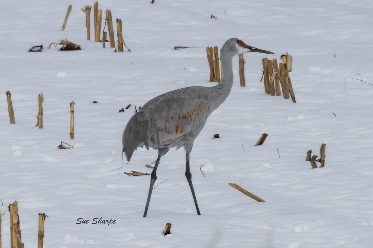 Sandhill Crane - ML506622421