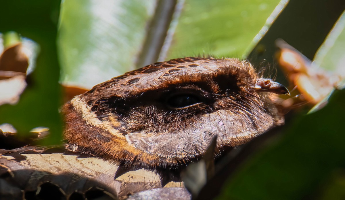 Collared Nightjar - Kenneth Eyster