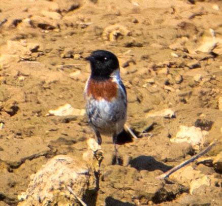 African Stonechat - ML506622661