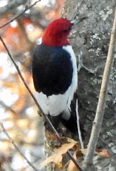 Carpintero Cabecirrojo - ML50662371