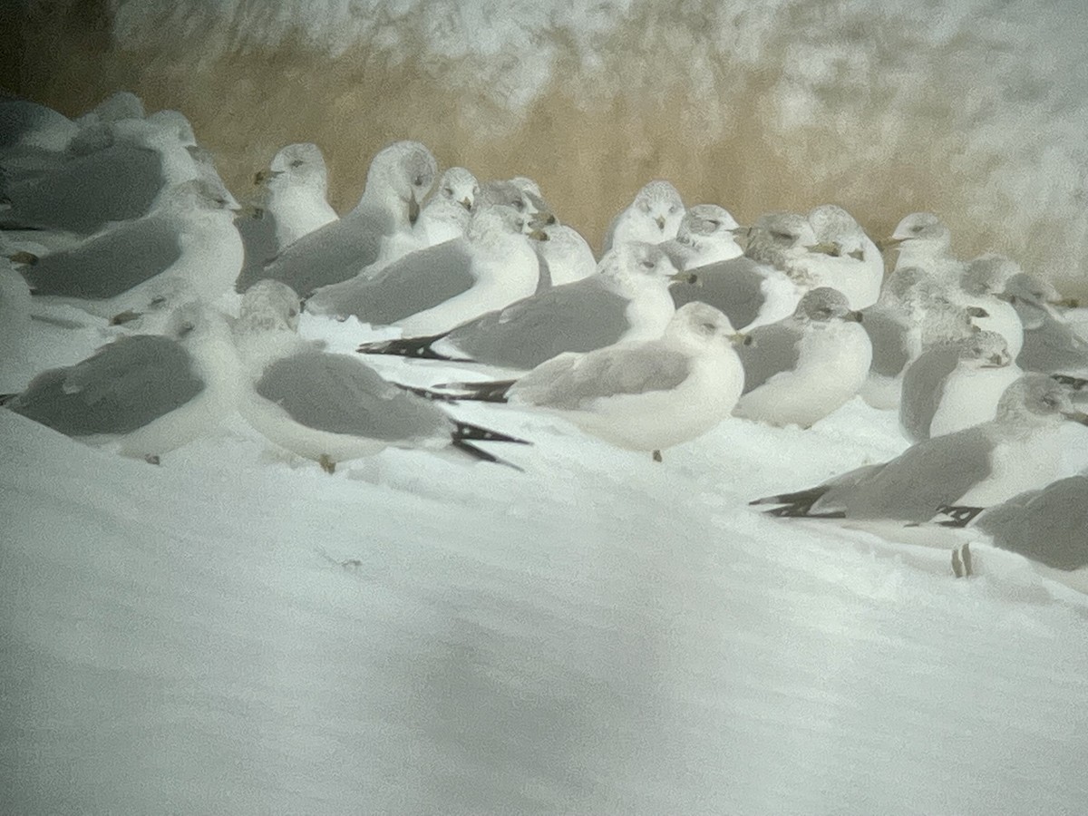 Ring-billed Gull - ML506623841