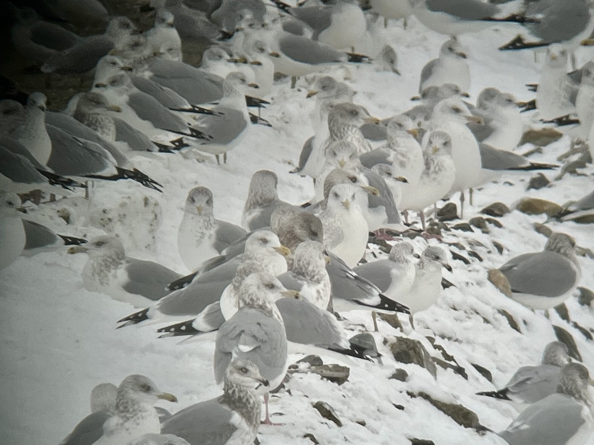 Herring Gull - ML506623981