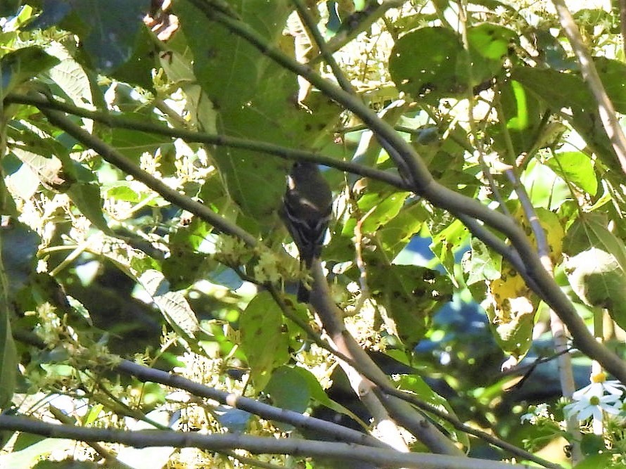 Yellow-bellied Flycatcher - ML506624661